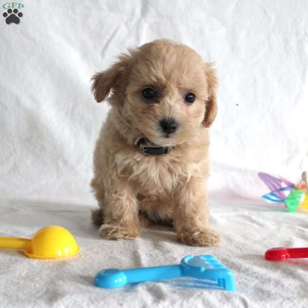 Amber, Maltipoo Puppy